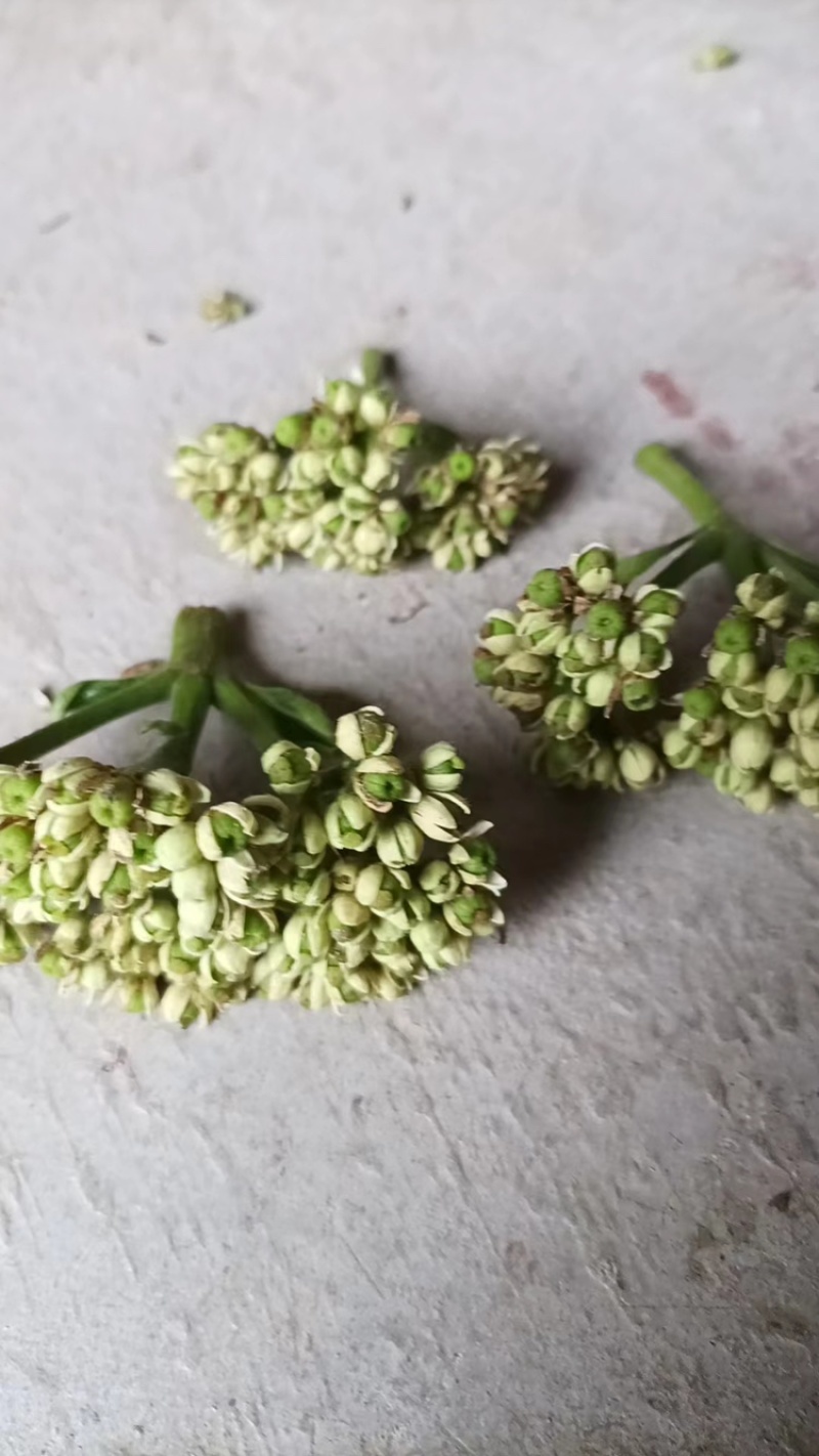 吴茱萸
