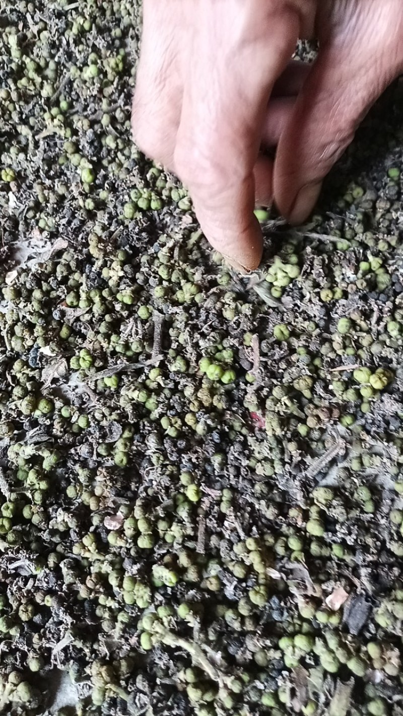 吴茱萸