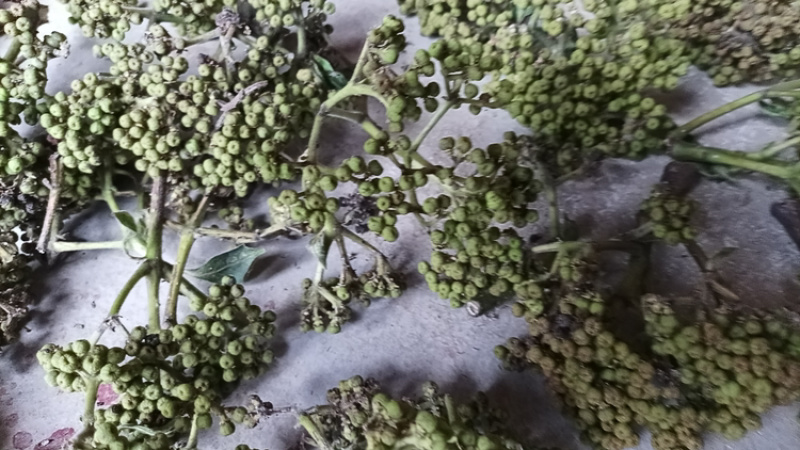 吴茱萸