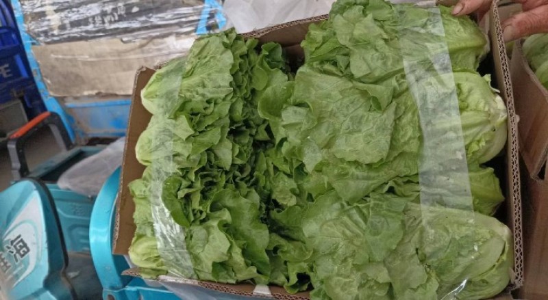 意大利生菜新鲜上市各种规格都有一手货源