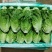 意大利生菜新鲜上市各种规格都有一手货源