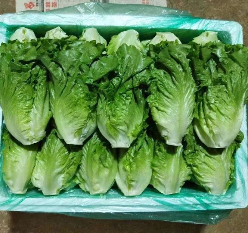 意大利生菜新鲜上市各种规格都有一手货源