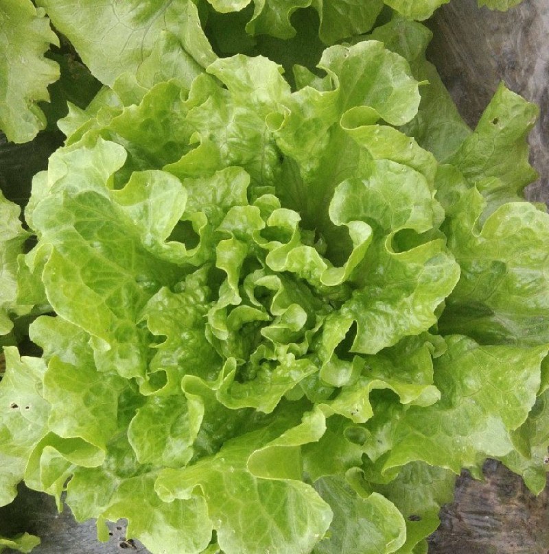 意大利生菜新鲜上市各种规格都有一手货源