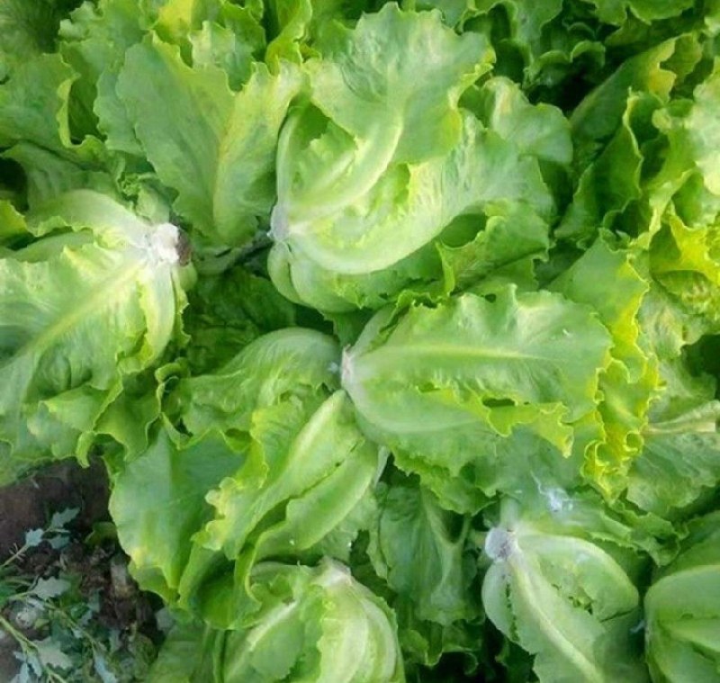 意大利生菜新鲜上市各种规格都有一手货源