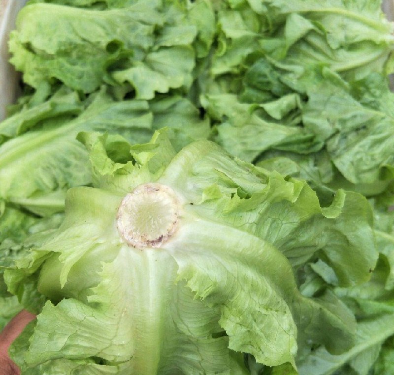意大利生菜新鲜上市各种规格都有一手货源