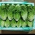 意大利生菜新鲜上市各种规格都有一手货源