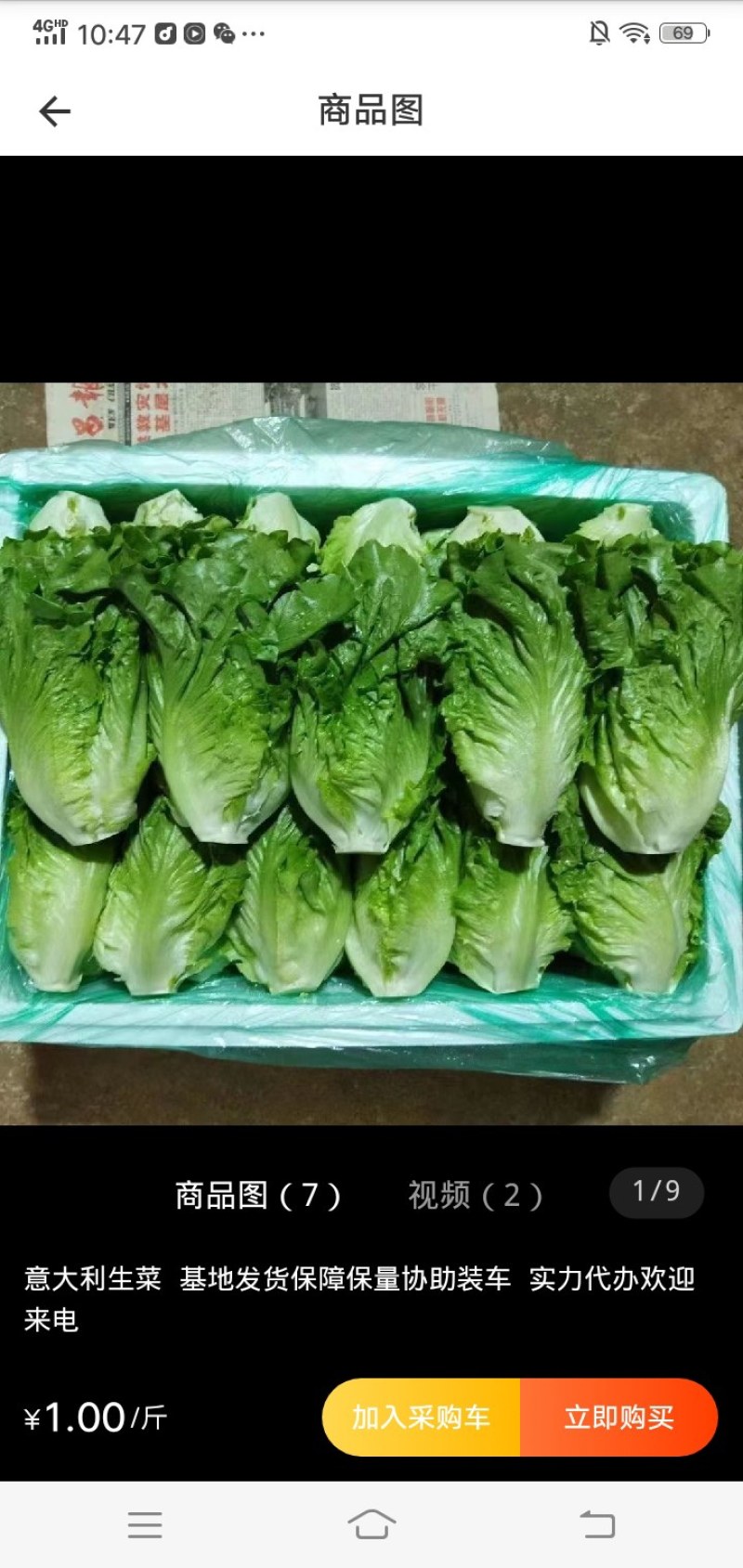 意大利生菜新鲜上市各种规格都有一手货源