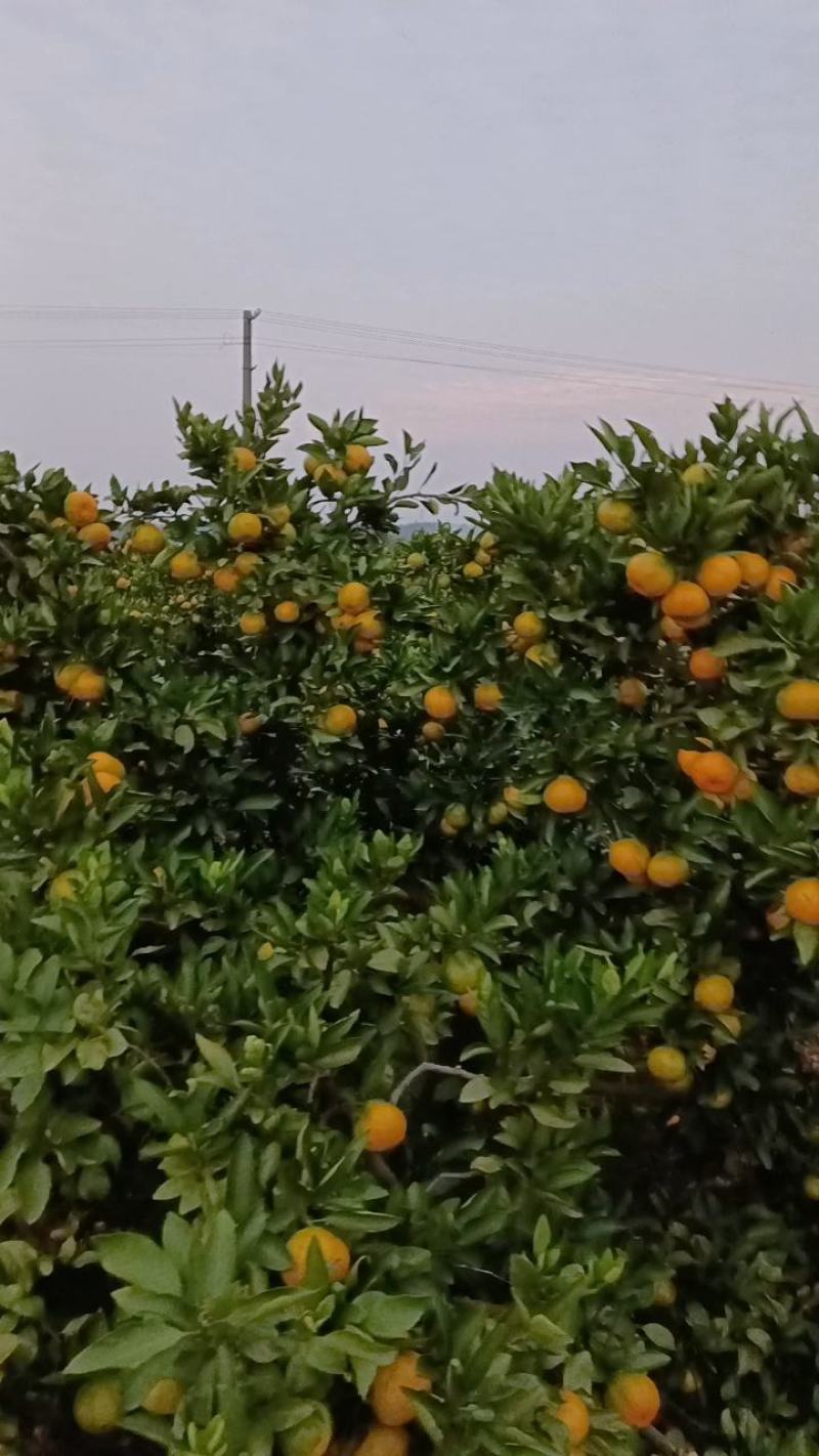 南丰蜜桔,湖南蜜橘，只做品质，甜度可口，支持批发