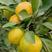 【推荐】常德柑橘，正在上市，国庆一号，个头均匀，咨询优惠