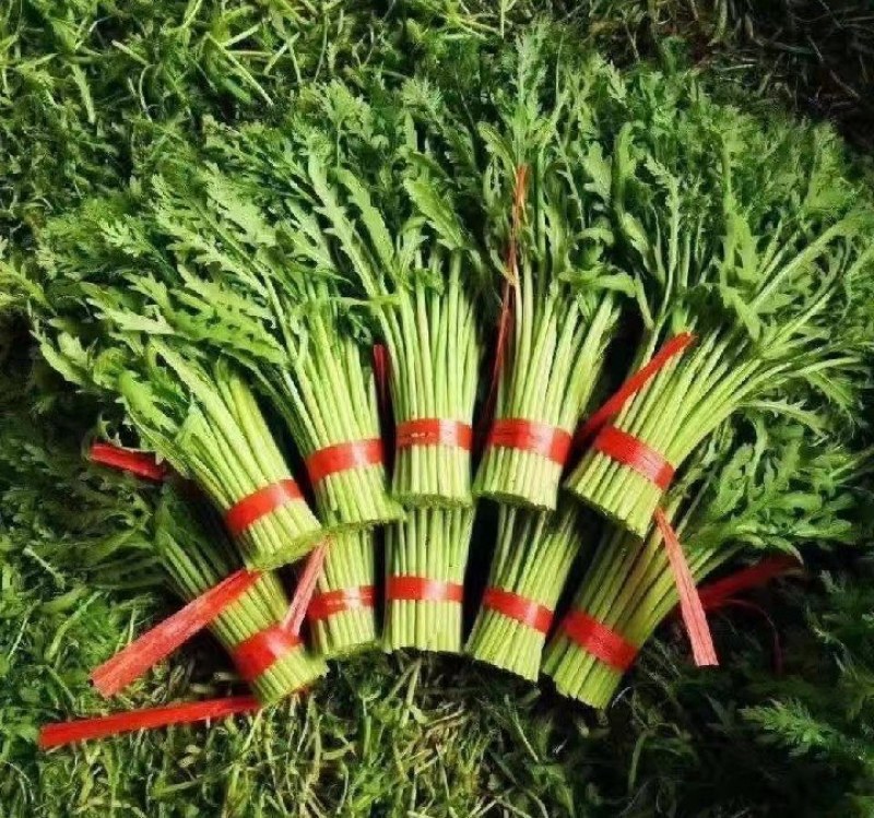 精品茼蒿上市了价格合理新鲜上市