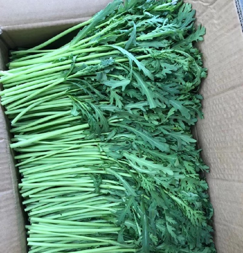 精品茼蒿上市了价格合理新鲜上市