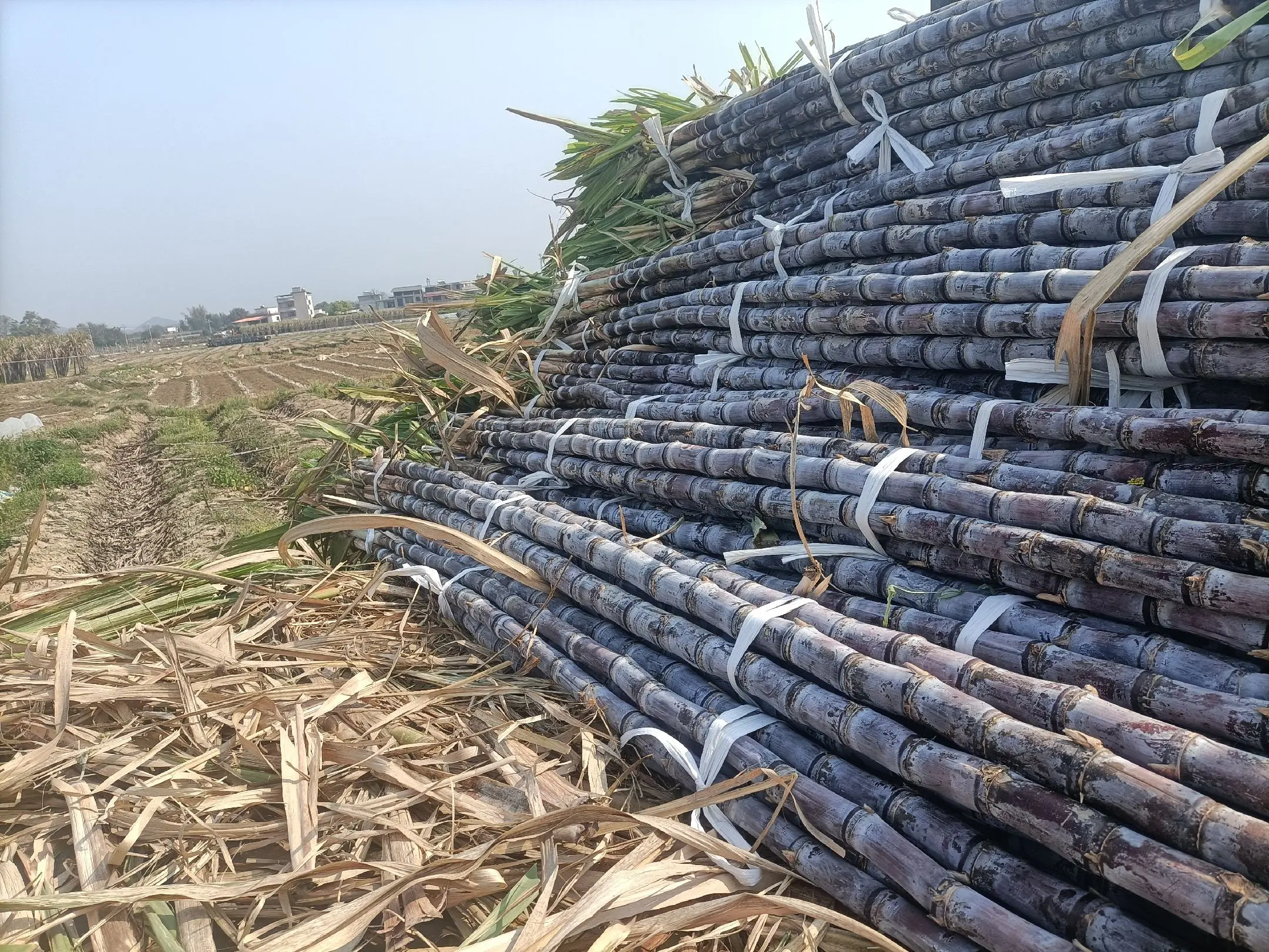 新鲜采摘的黑甘蔗堆放在田边,表皮呈深紫色,带有自然光泽 黑甘蔗原材料展示