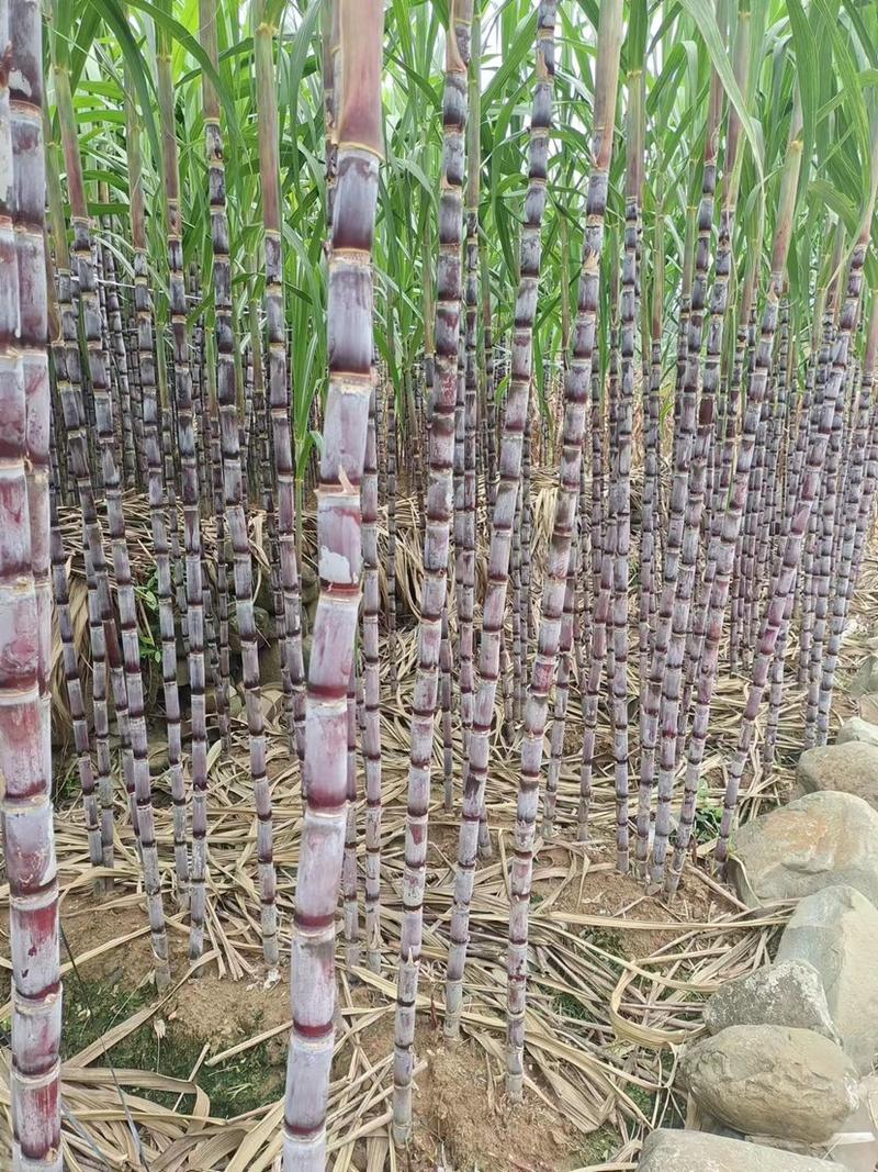 贵州精品紫皮甘蔗产地一手货源清甜可口欢迎来电咨询