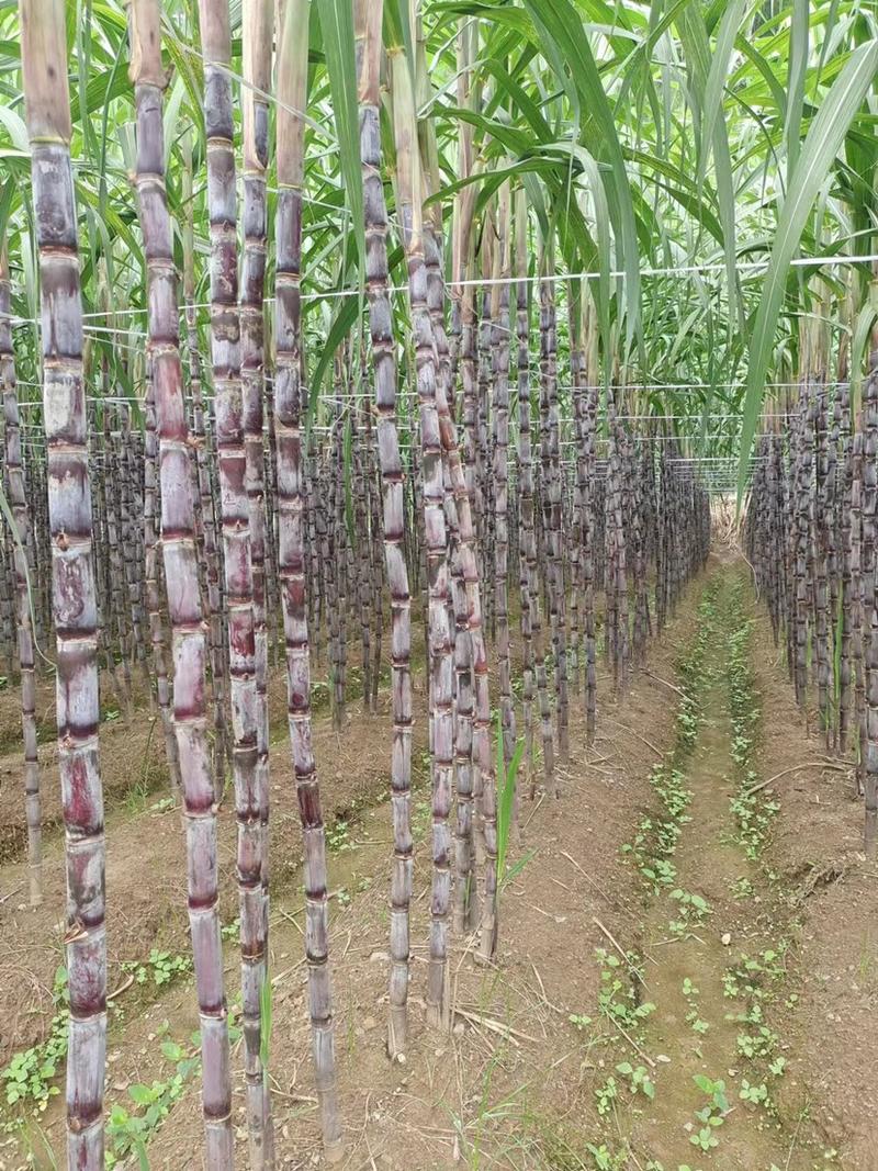 贵州精品紫皮甘蔗产地一手货源清甜可口欢迎来电咨询