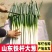 【山东铁杆大葱】长白铁杆大葱产地大量直发，卖相好价格公道
