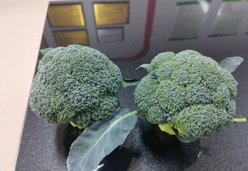 邯郸西蓝花一手货源各种规格都有新鲜货