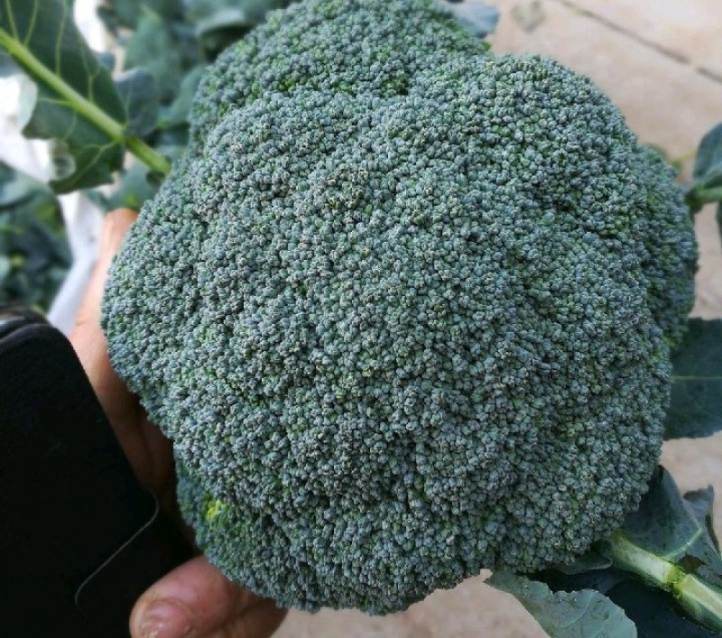 邯郸西蓝花一手货源各种规格都有新鲜货