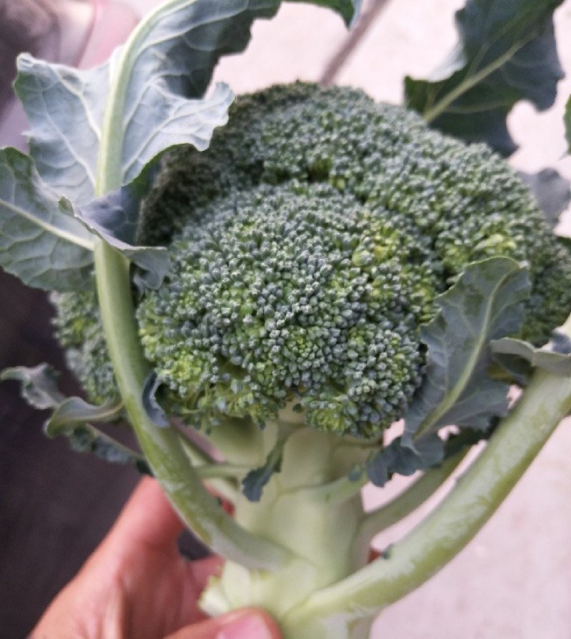 邯郸西蓝花一手货源各种规格都有新鲜货