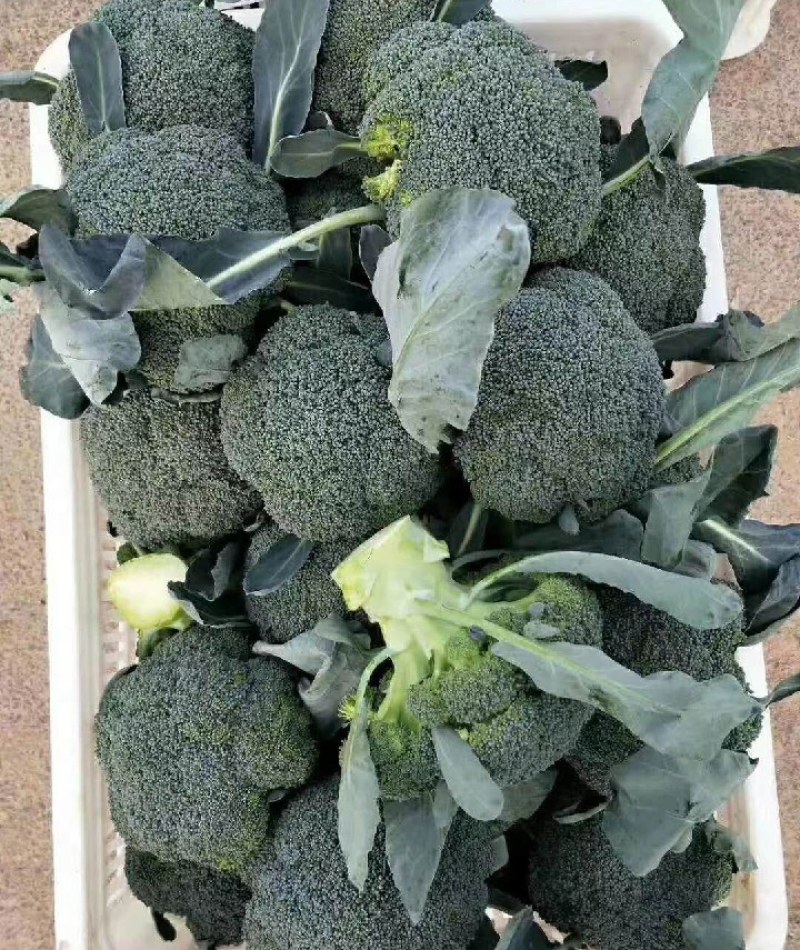 邯郸西蓝花一手货源各种规格都有新鲜货