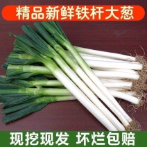 山东铁杆大葱对接全国，供应各大市场、团购电商超市