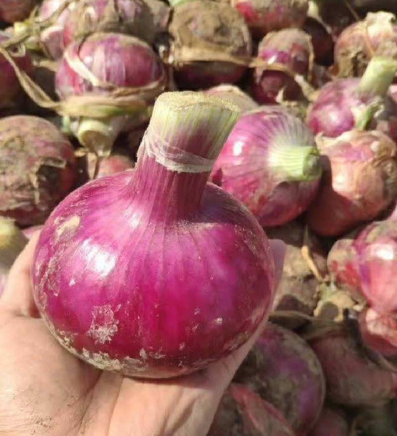 洋葱产地直供无任何中间费用量大