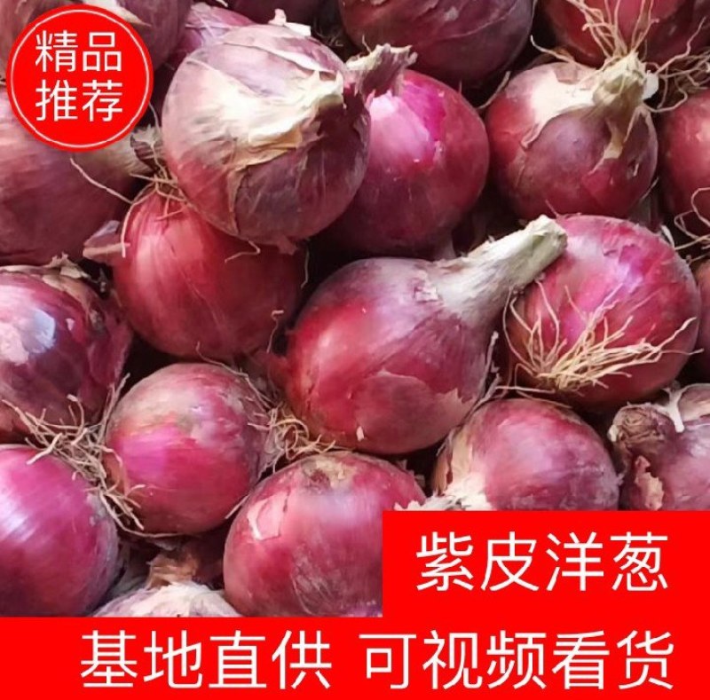 洋葱产地直供无任何中间费用量大