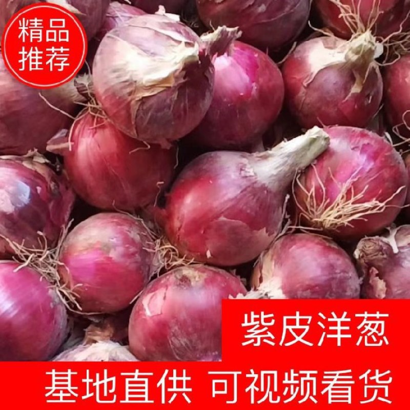 洋葱产地直供无任何中间费用量大