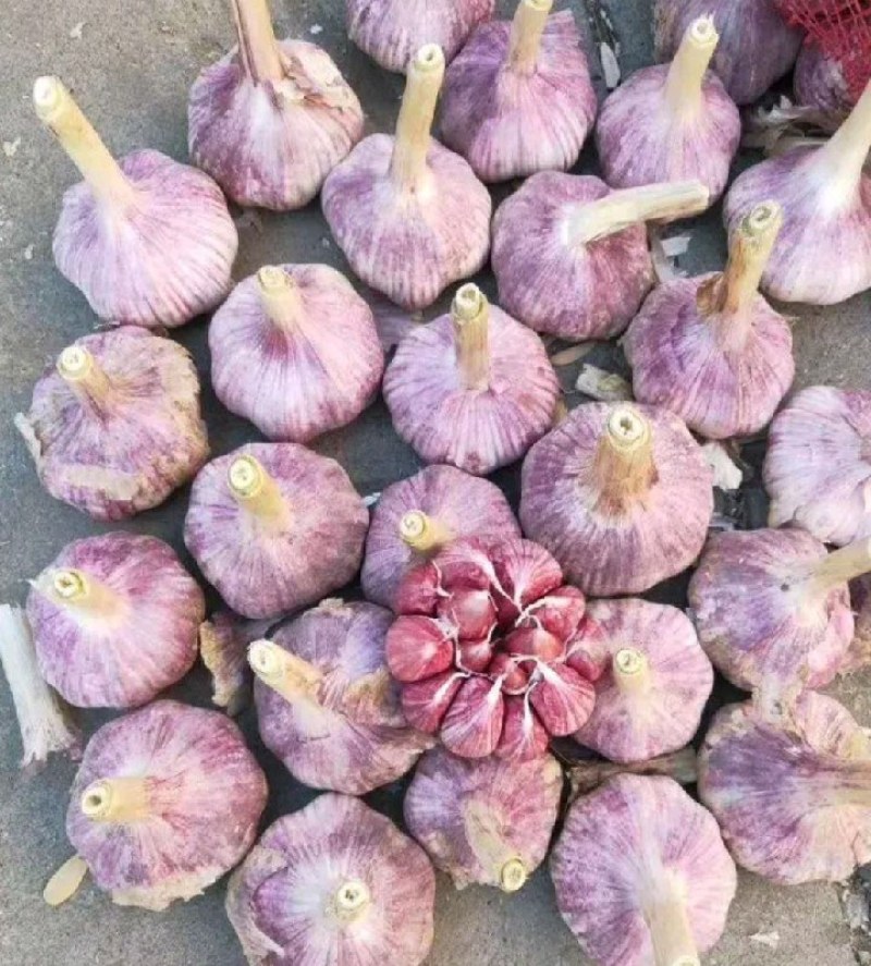 专业做大蒜价格低货品可以视频看货