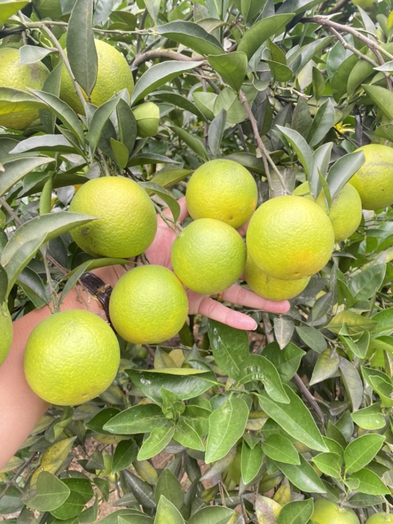 广西冰糖橙，大量现货，欢迎联系洽谈
