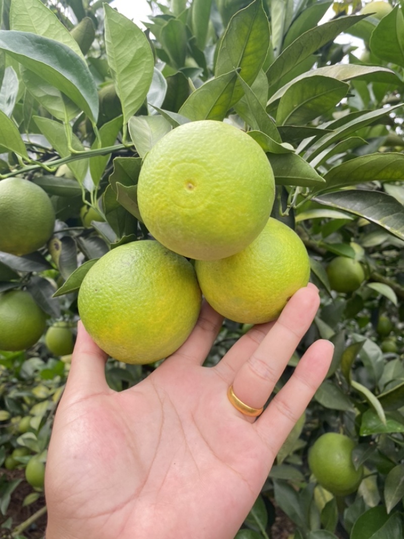 广西冰糖橙，大量现货，欢迎联系洽谈