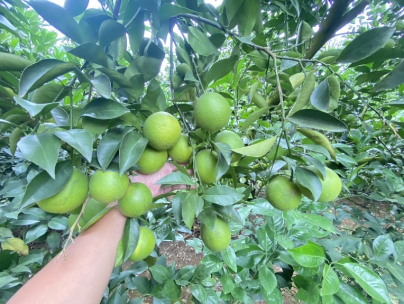 广西冰糖橙，大量现货，欢迎联系洽谈