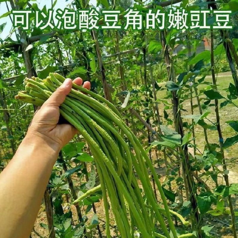 长豆角价格低量大新鲜货