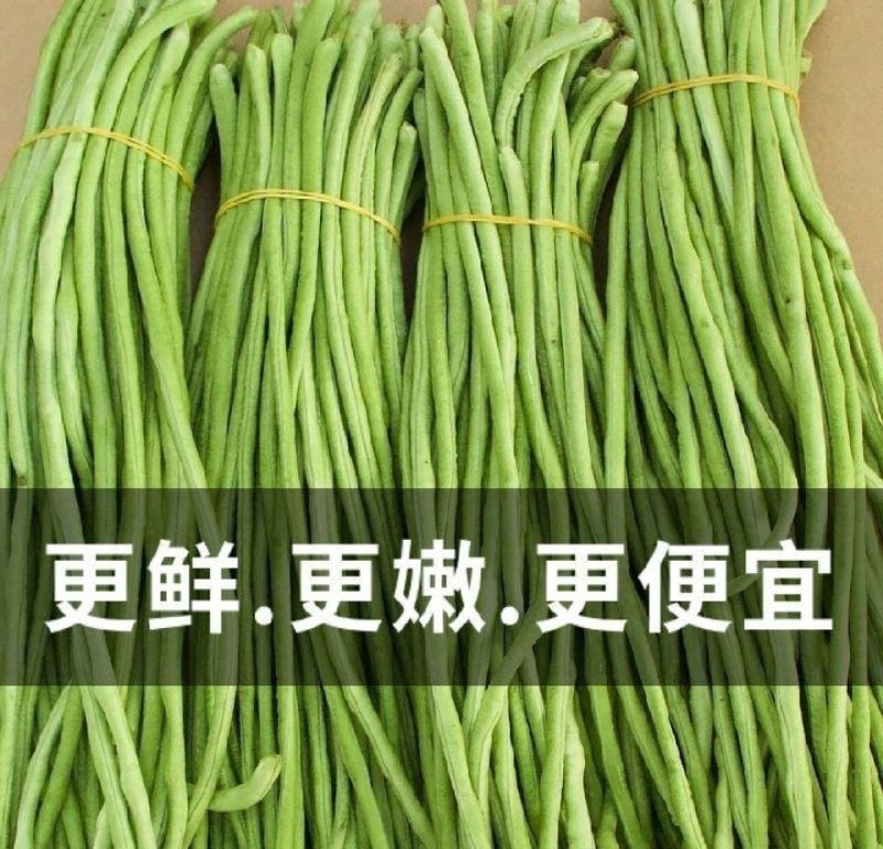 长豆角价格低量大新鲜货