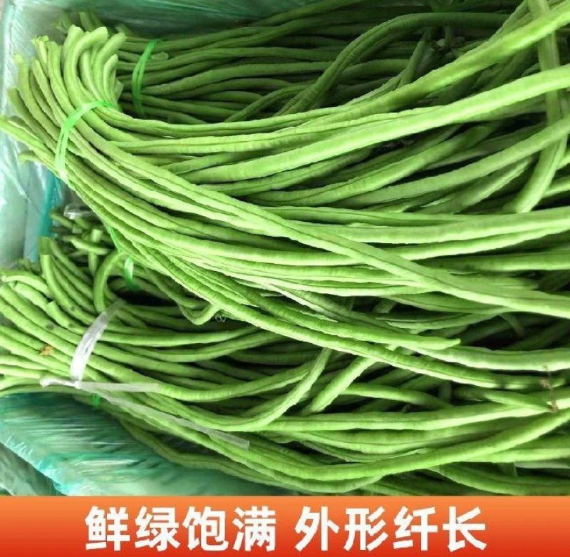 长豆角价格低量大新鲜货