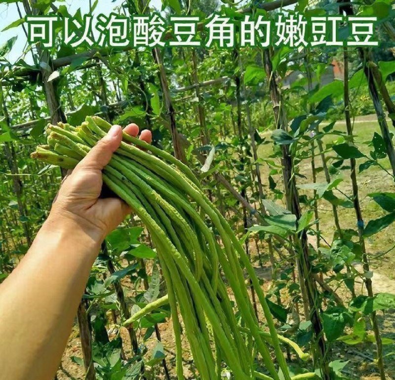 长豆角价格低量大新鲜货