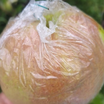 玉露香梨