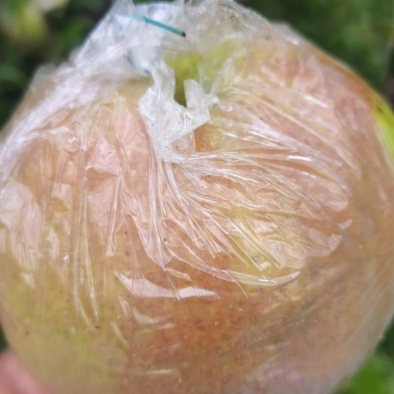 玉露香梨