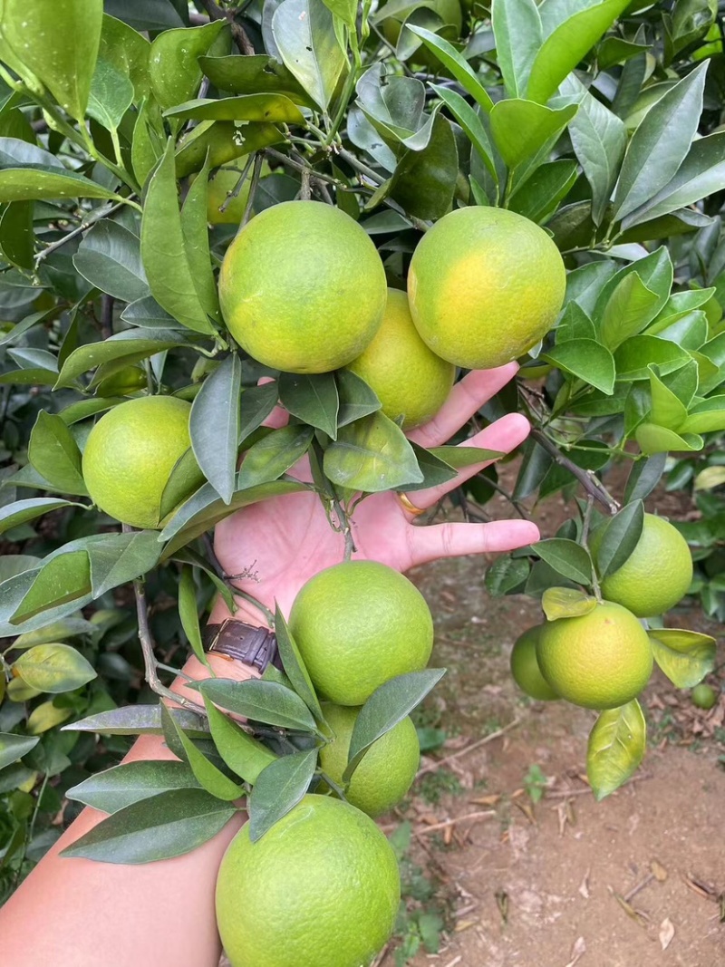 广西冰糖橙，大量现货好，欢迎产地看货