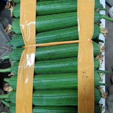 实力代办丝瓜一手货源大量现货