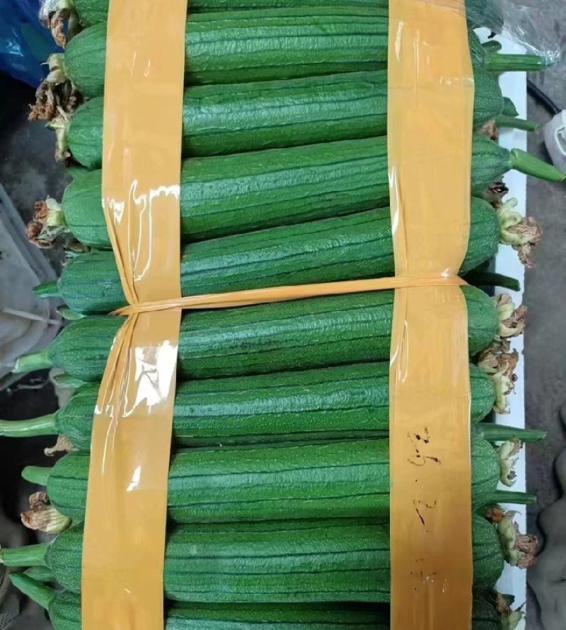 实力代办丝瓜一手货源大量现货