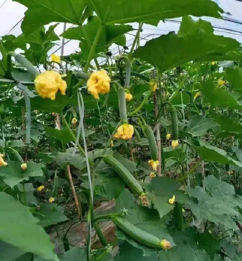 实力代办丝瓜一手货源大量现货