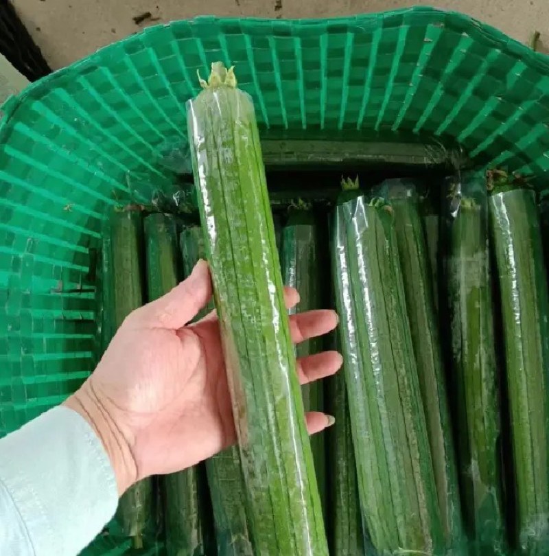 实力代办丝瓜一手货源大量现货