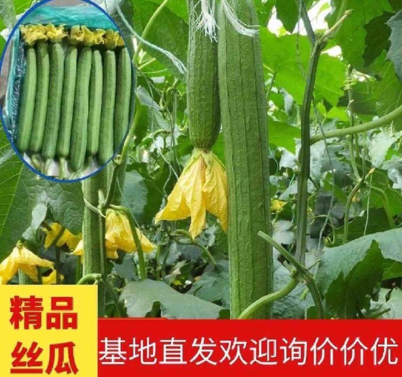 实力代办丝瓜一手货源大量现货