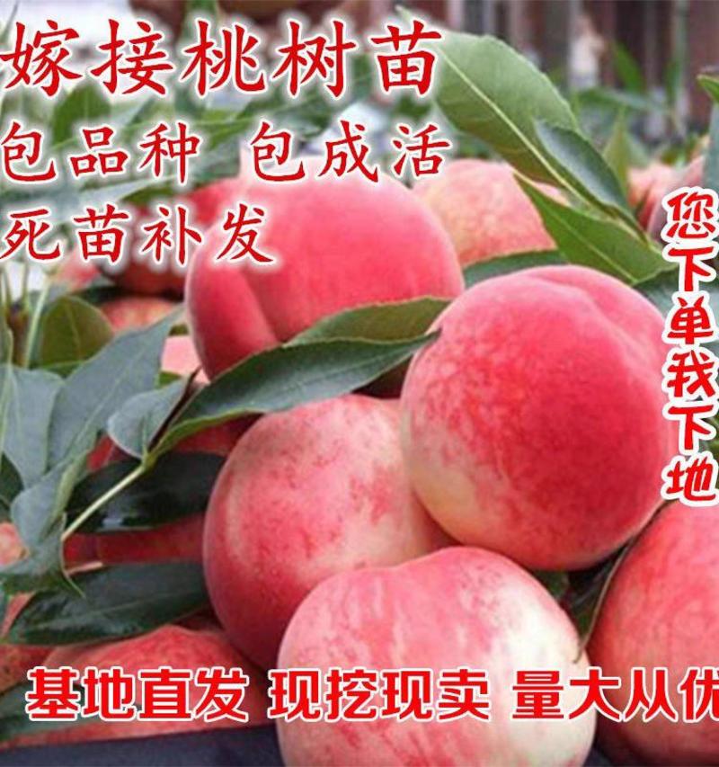 桃树苗新品种贵妃血桃中华红肉血桃苗果园直发包品种提供技术