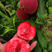 桃树苗新品种贵妃血桃中华红肉血桃苗果园直发包品种提供技术