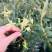 石斛花正宗精选野外铁皮石斛干花泡茶中药应季枫斗花茶