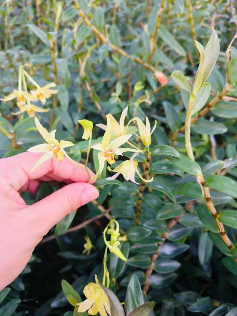 石斛花正宗精选野外铁皮石斛干花泡茶中药应季枫斗花茶