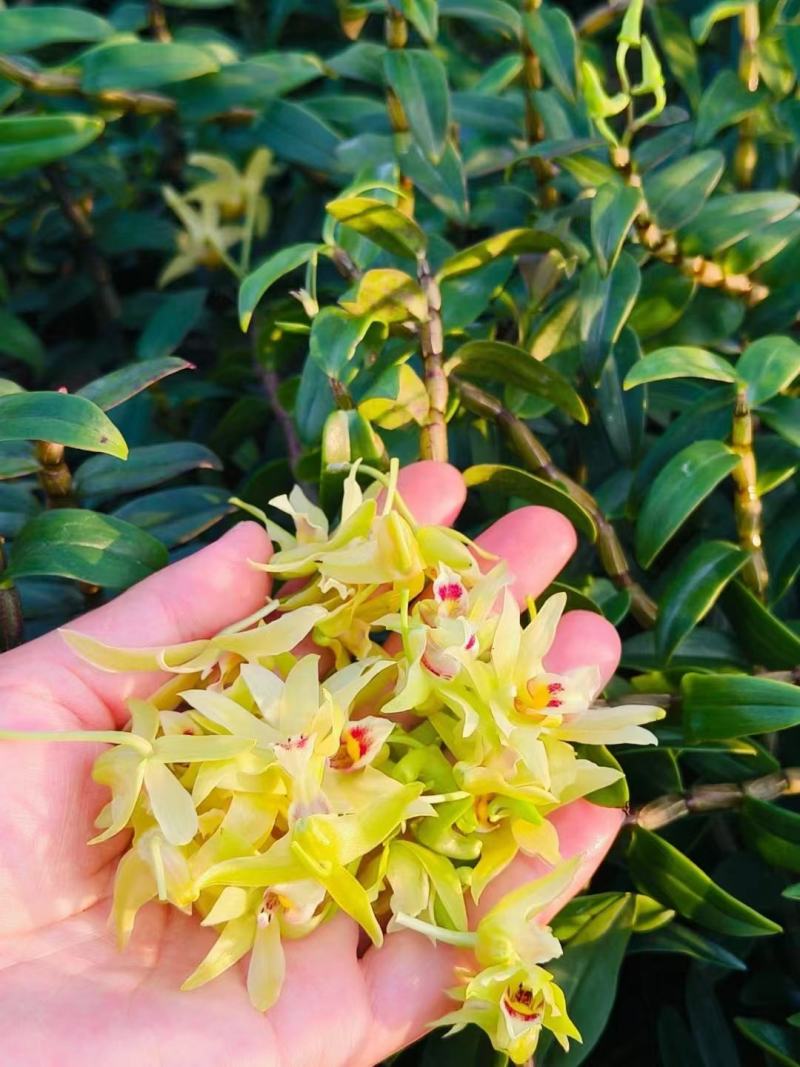 石斛花正宗精选野外铁皮石斛干花泡茶中药应季枫斗花茶