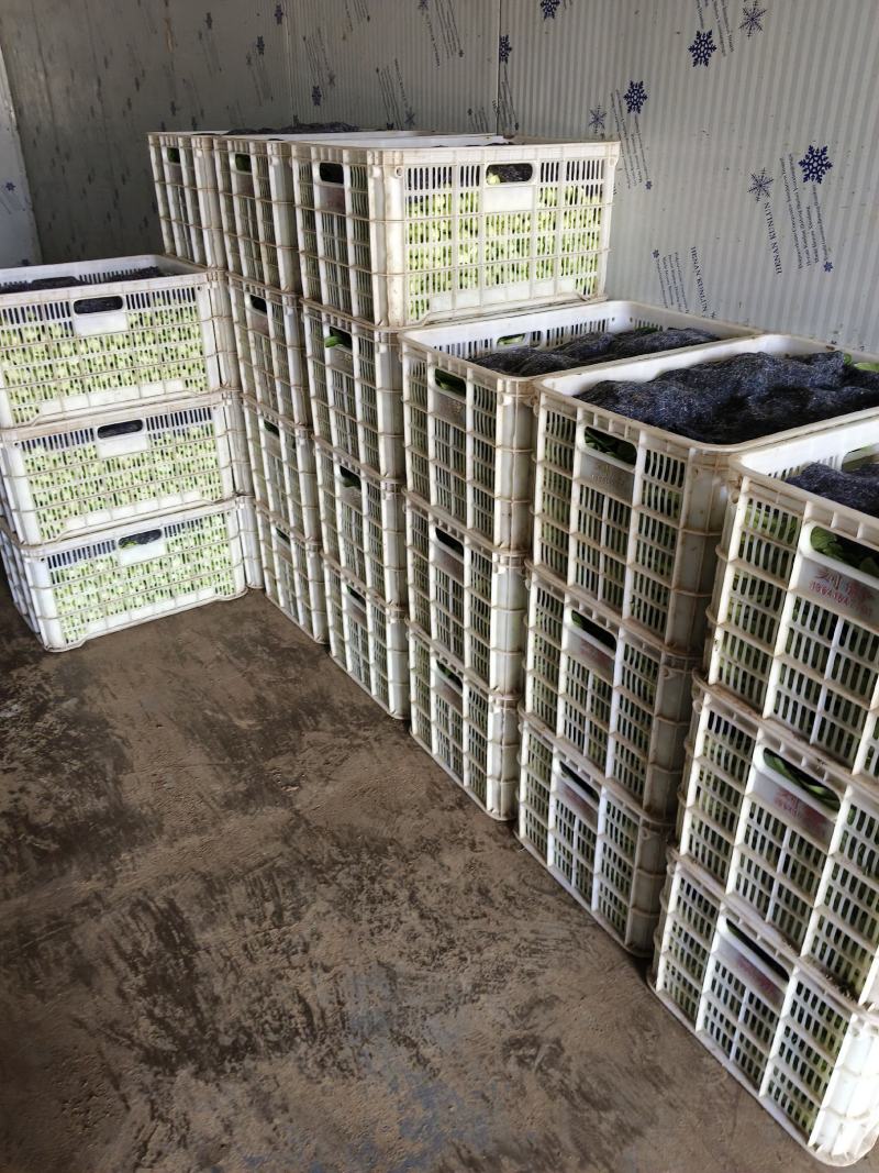 精品小青菜上海青大棚货，陆地货都有代收代发全国