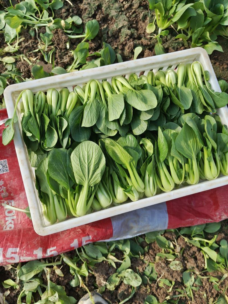 精品小青菜上海青大棚货，陆地货都有代收代发全国